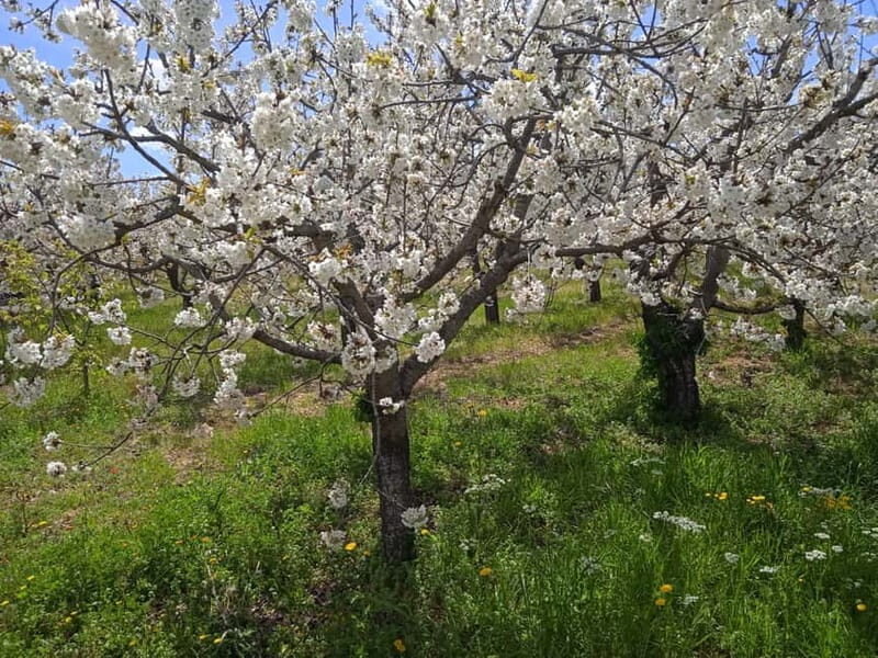 Gioia: E-Bike Ride and Cooking Class in Countryside - The Value of the Experience