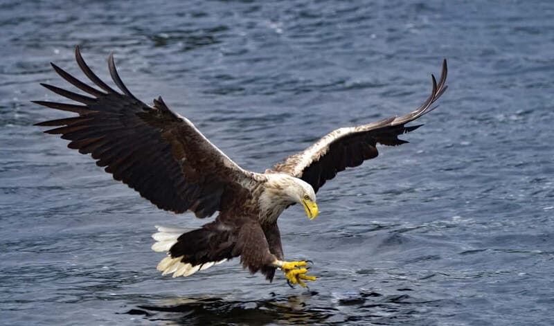 Glenfinnan: Cruise on Loch Shiel Glenfinnan to Gaskan area - The Itinerary Breakdown