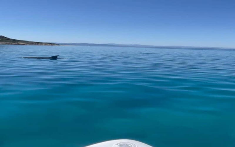 Golfo Aranci tour SUP Paddleboard Dolphin watching, aperitif - Practical Tips for Participants