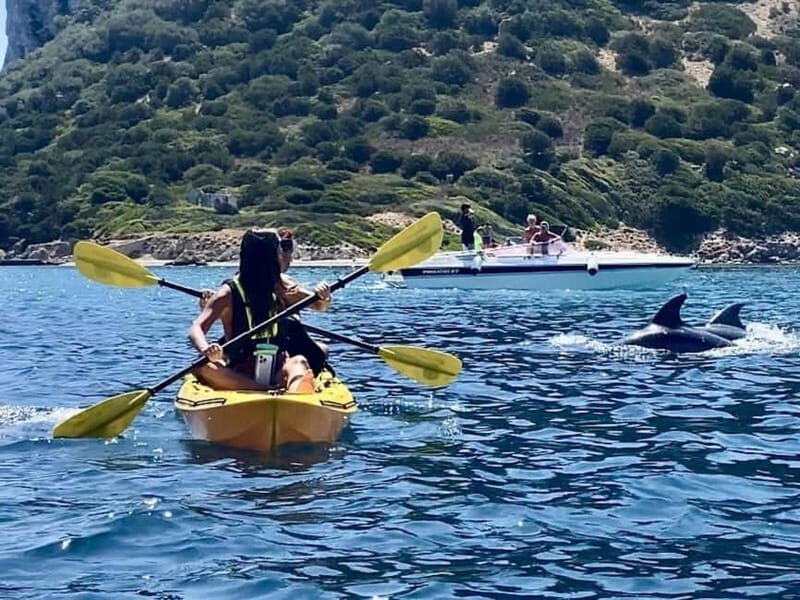 Golfo Aranci:Small group, german guided Kayak tour&Dolphins - Itinerary Breakdown: What to Expect