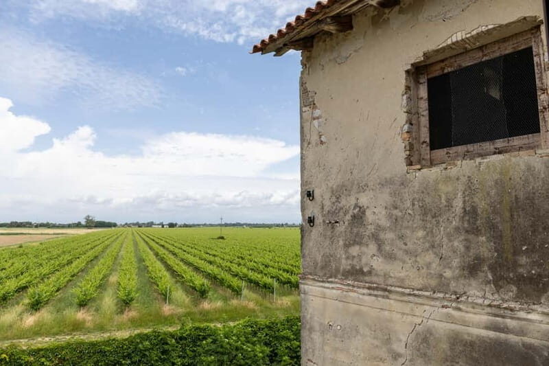 Grado: Journey into Ceramics with Tour & Wine Tasting - The Perfect Finish: Wine Tasting in the Garden
