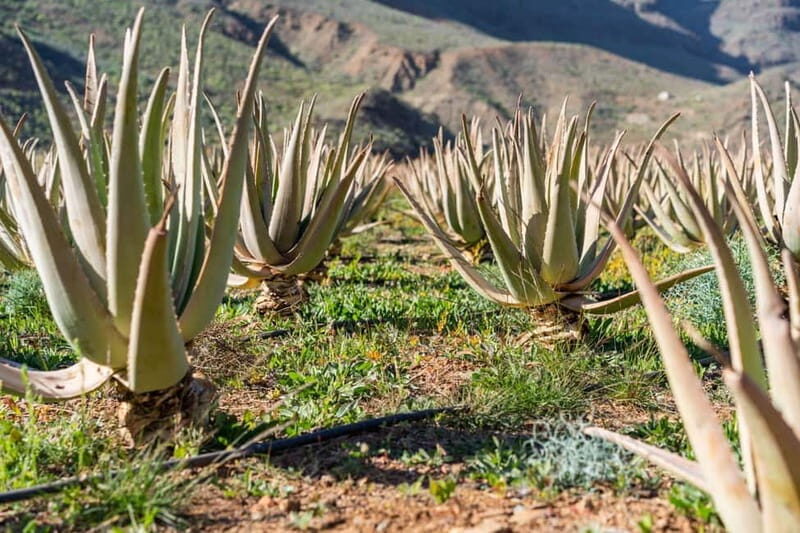 Gran Canaria Peaks in Minibus: Firgas, Teror, Aloe Vera tour - Exploring Teror: Canarian Architecture and Local Markets