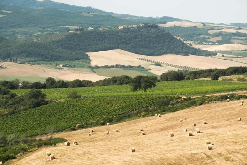 Guided tour of our Brunello vineyards with tasting. - A Closer Look at the Experience