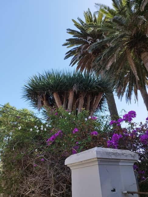 Guided walking tour in La Orotava 1:30 min, Tenerife - What You Can Expect From the Tour
