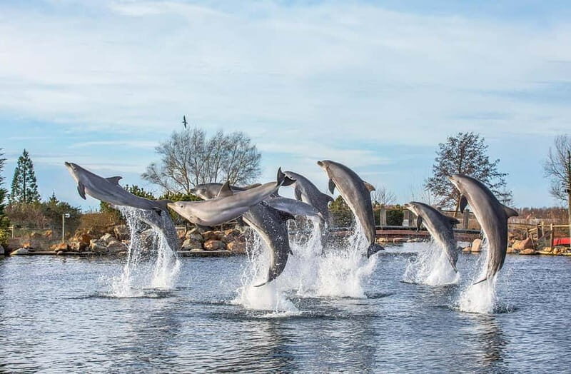 Harderwijk: Dolfinarium Entry Ticket - What to Expect from Your Visit
