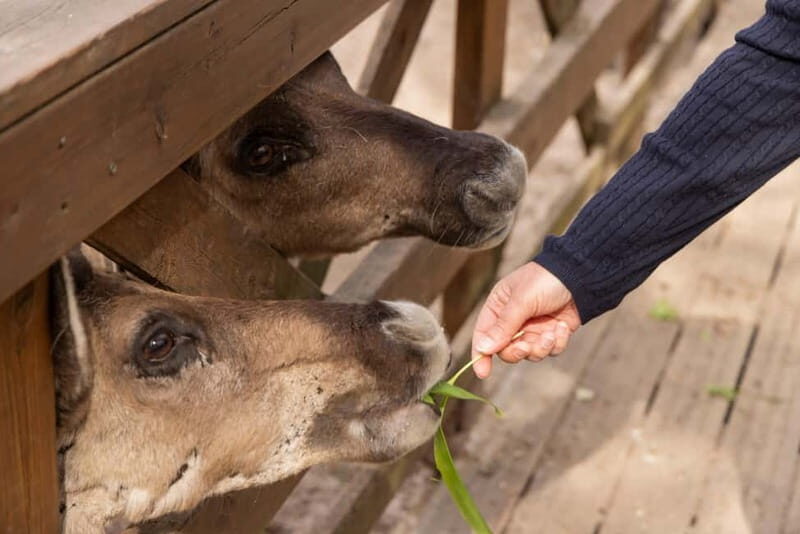Helsinki: Buggy Ride, Reindeer Farm Visit, and Picnic - Itinerary Breakdown