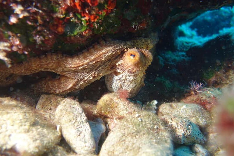 Heraklion: Basic Diver for Beginners - The Itinerary Breakdown