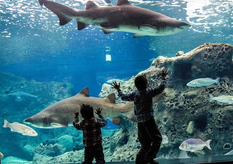 Heraklion: Heraklion Market & CretAquarium *SKIP The Line - A Practical Overview of the Itinerary