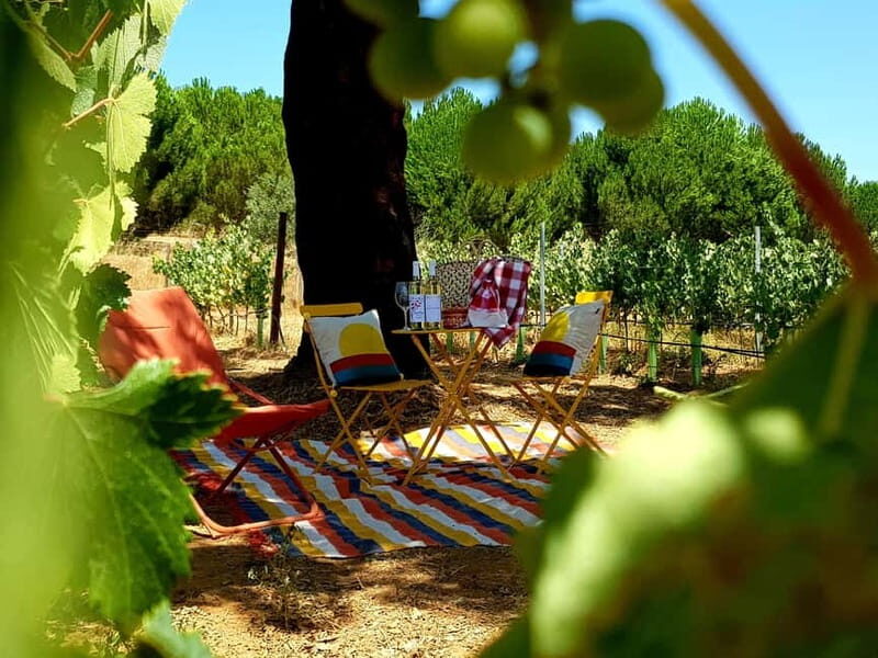 Herdade Canal Caveira - Visit Winery & Picnic - Who Will Love This Tour?