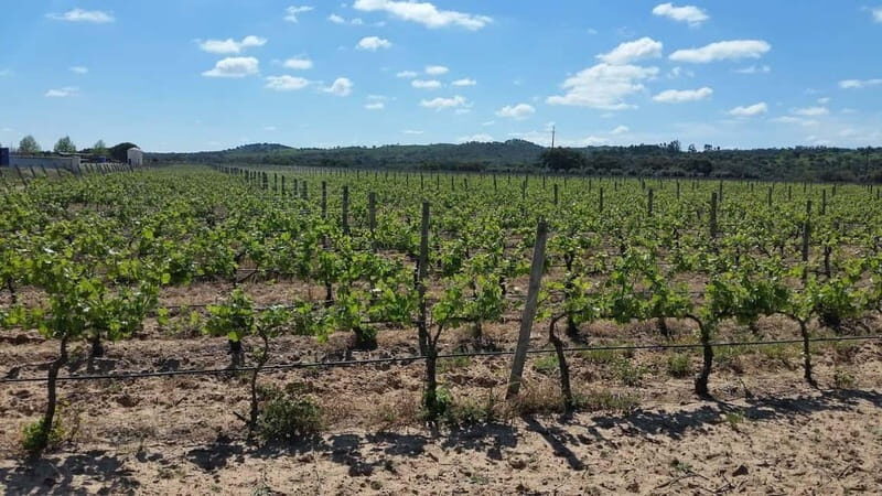 Herdade Canal Caveira - Winery Visit 4 Red's Wines & Tapas - Who Will Love This Tour?