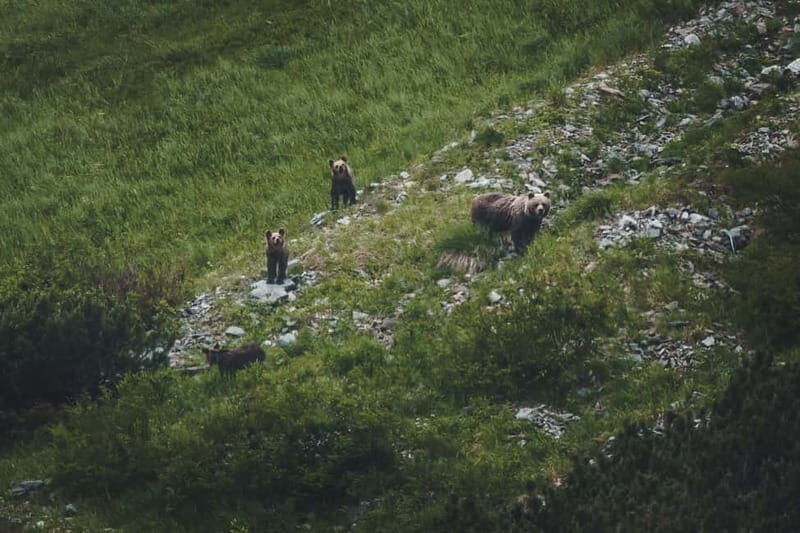 High Tatras: Bearwatching Hiking Tour in Slovakia - Who Will Love This Tour?