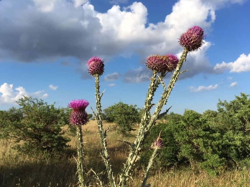Hiking in the Murgia of Castel del Monte - Price, Duration, and Value