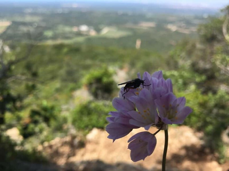 Hiking Tour to Top of Arrabida Mountain - The Optional and Cultural Side: The Pro Route