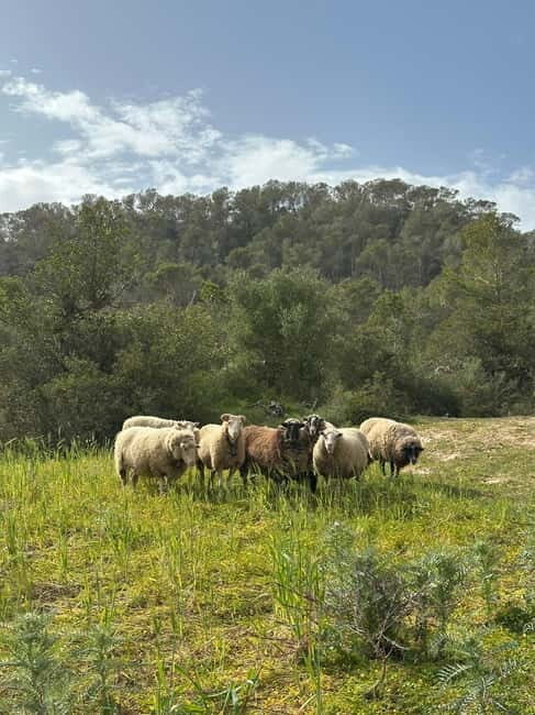 Hiking tour with a dream view of the former monastery of Sant Salvador, 3-4 hours. - An In-Depth Look at the Sant Salvador Hiking Tour