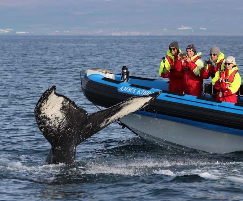 Húsavík: Original Big Whale Safari & Puffins by Speedboat - The Value of This Tour