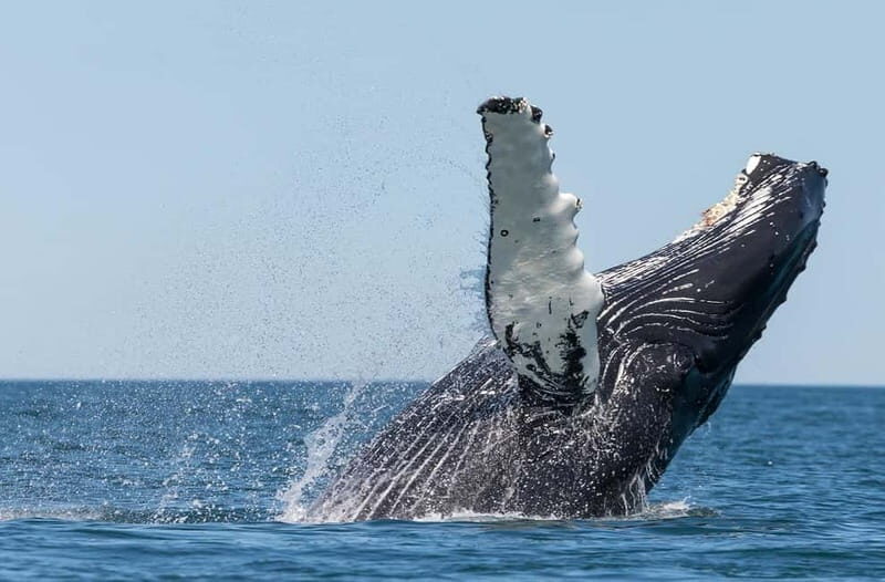 Húsavík: Traditional Whale Watching by Local Family Company - The Itinerary Breakdown