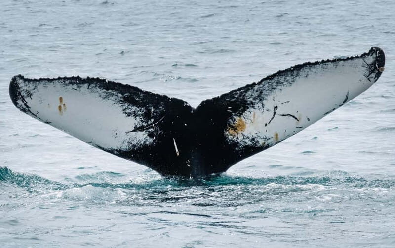 Ísafjörður: Midnight Whale Watching Tour with Hydrophone - Who Should Consider This Tour?