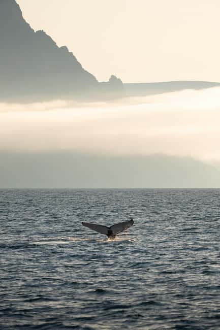 Ísafjörður: Westfjords Whale Watching Boat Tour - Who Will Love This Tour?
