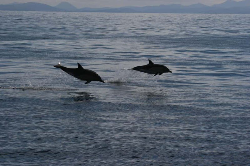 Isle of Mull: Guided Coastal Walk to Tobermory Lighthouse - Is This Tour Worth It?