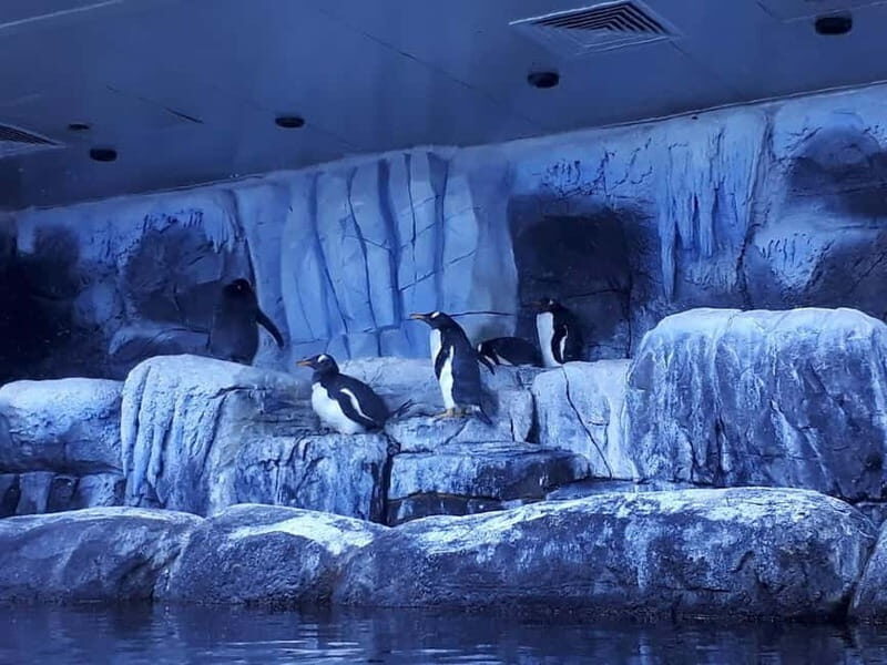 Istanbul: Aquarium Ticket and Round Trip Shuttle from Taksim - Why This Tour Offers Good Value
