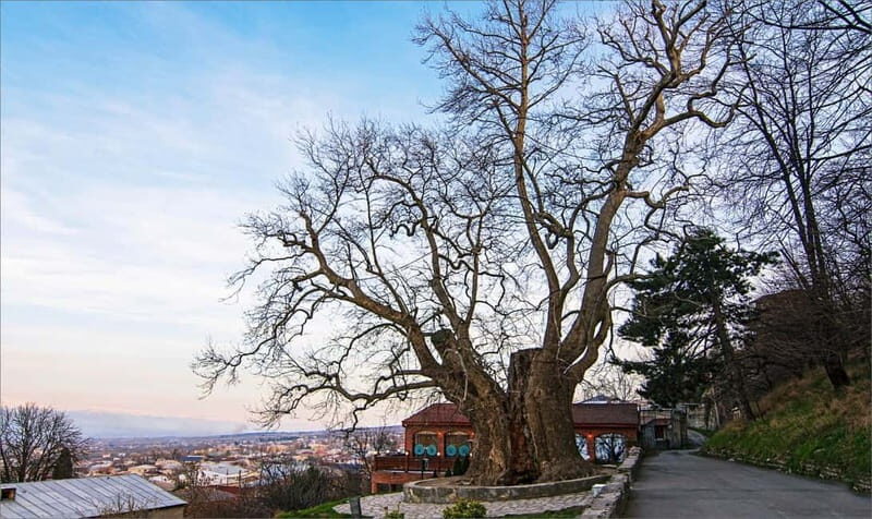 Kakheti Discovery: Bodbe, Sighnaghi & Telavi Wine Tour - Starting Point and Early Stops