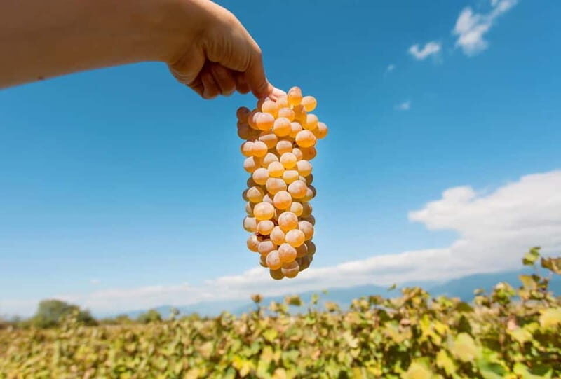 Kakheti Wine Tour - Explore the Art of Kvevri Winemaking - Exploring Telavi — The Heart of Kakheti