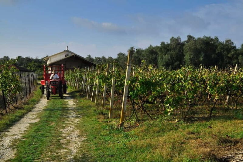 Kavos: Wine Tour & Tasting at a Local Winery - Final Thoughts