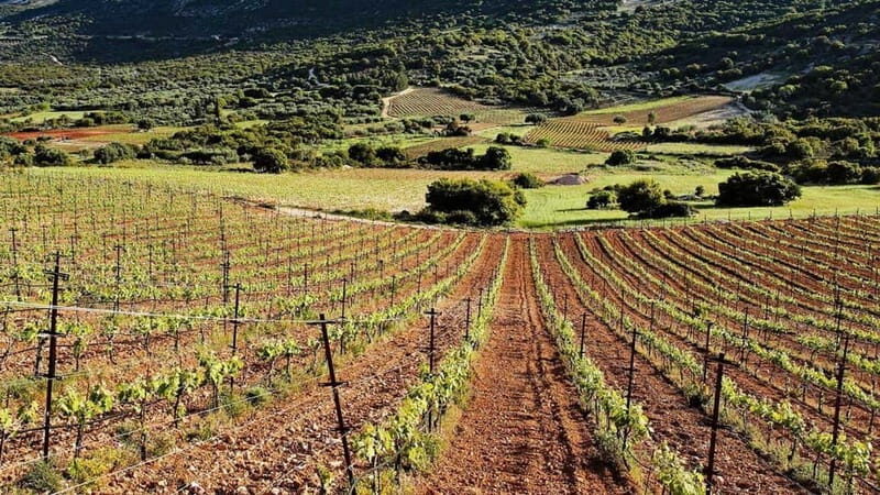 Kefalonia: Culinary and Cultural Guided Tour - What to Expect: A Day Filled with Flavors and Scenery