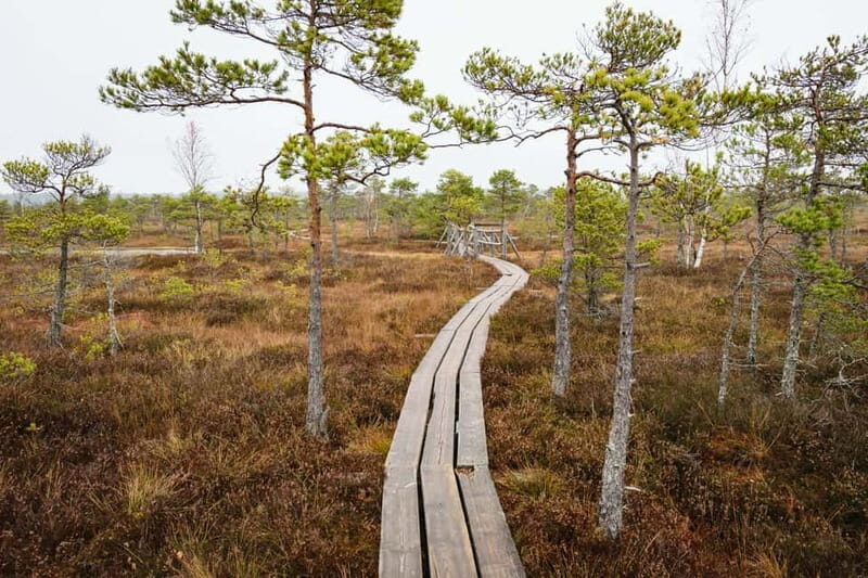 Kemeri National Park & Baltic Seaside Tour Bog Boardwalk - Detailed Breakdown of the Tour Experience