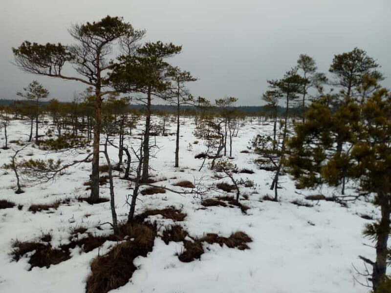 Kemeri National Park Bog Trail near Riga - Who Is This Tour Best Suited For?