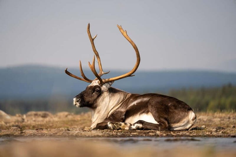 Kiruna: Arctic Summit Views in the Midnight Sun - The Itinerary: What You Can Expect