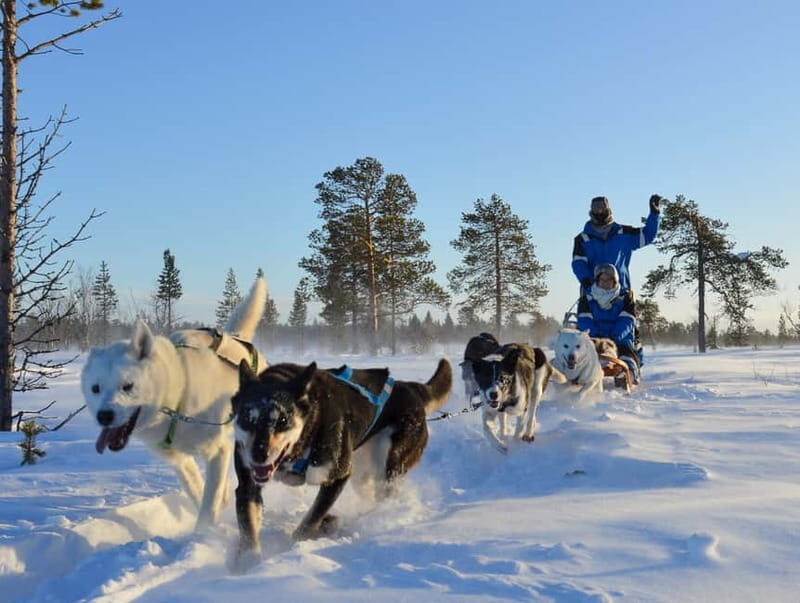 Kiruna: Self-drive Husky Morning Tour - An In-Depth Look at the Kiruna Husky Self-drive Tour