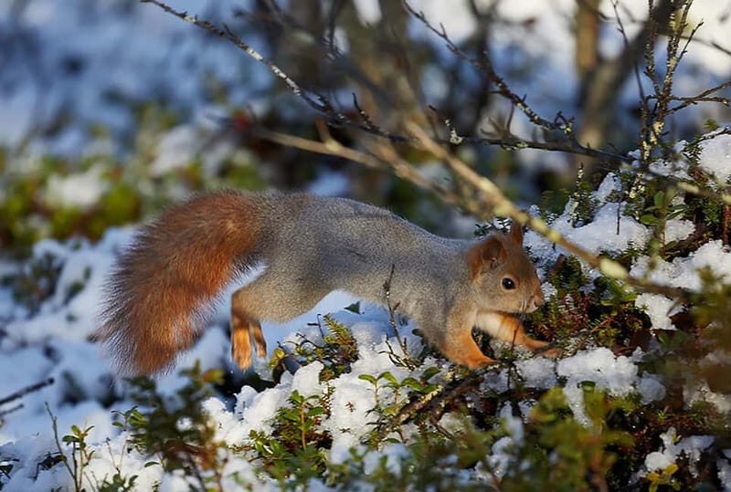 Kiruna: Wildlife and nature photography - Who Should Consider This Tour?