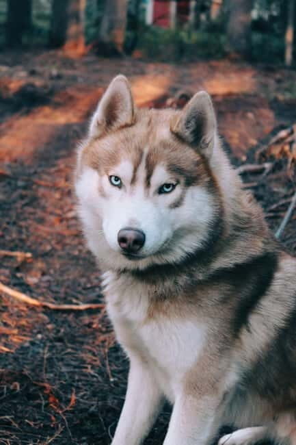 Kittilä / Levi: Husky Farm Guided Tour - Why This Tour Matters
