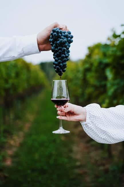 Krakow: Vineyard Tour with Wine Tasting and Dinner - What Reviewers Say