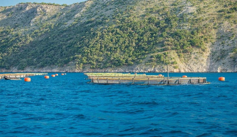 Krk: Golden Beach and Blue Cave Cruise with Welcome Drink - A Closer Look at Each Stop