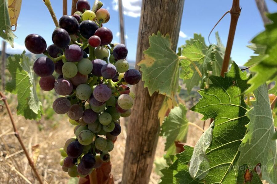 La Maliosa Farm Experience & Wine Tasting - A Closer Look at the La Maliosa Farm Experience
