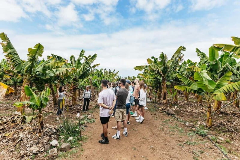 La Orotava: Eco Banana Plantation Tour with Banana Liquor - The Practicalities