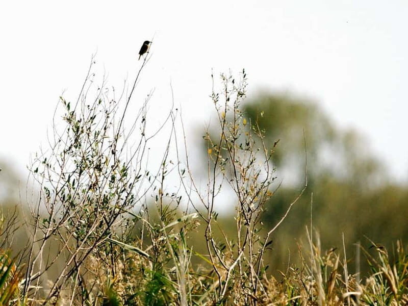 Lake Skadar: Early-morning Birdwatching and Photography Tour - What to Expect on the Tour
