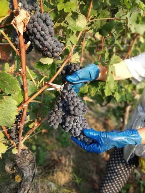 Langhe: grape seasons. Winery and vineyard tour with tasting - Why This Tour Offers Great Value