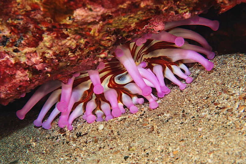Lanzarote: Small-Group Discover Scuba Diving Costa Teguise - Final Thoughts: Who Is This Tour Best For?