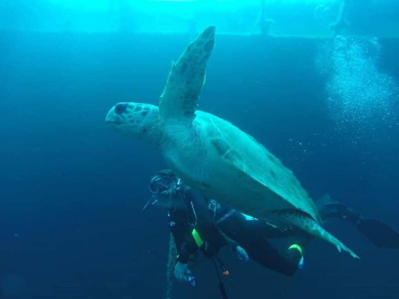Larnaca: Private Zenobia Beginners Divers - What to Expect from Your Zenobia Divers Experience