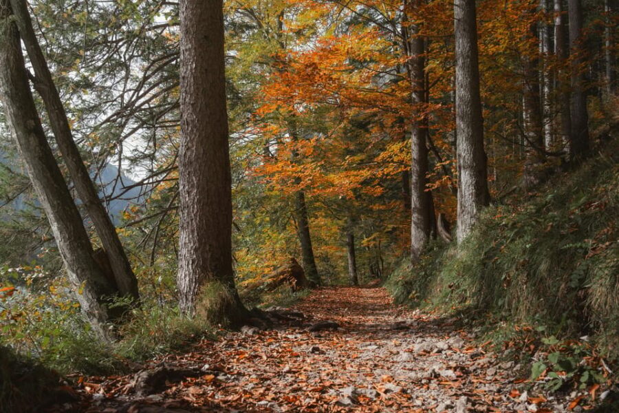 Le Marche, Cagli, Truffle Hunting experience - Additional Options