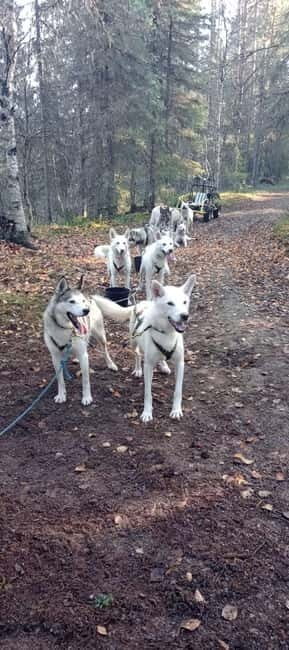 Levi: 2 KM Husky Summer Sledding with wheels - Who Should Consider This Tour?