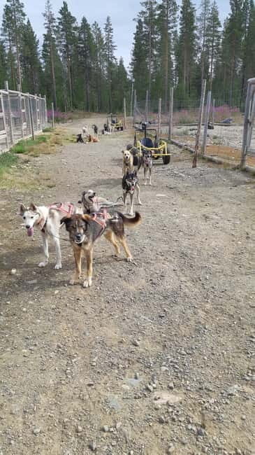 Levi: Husky cart tour- Midnight Sun & Autumn Northern Lights - The Highlights of the Tour