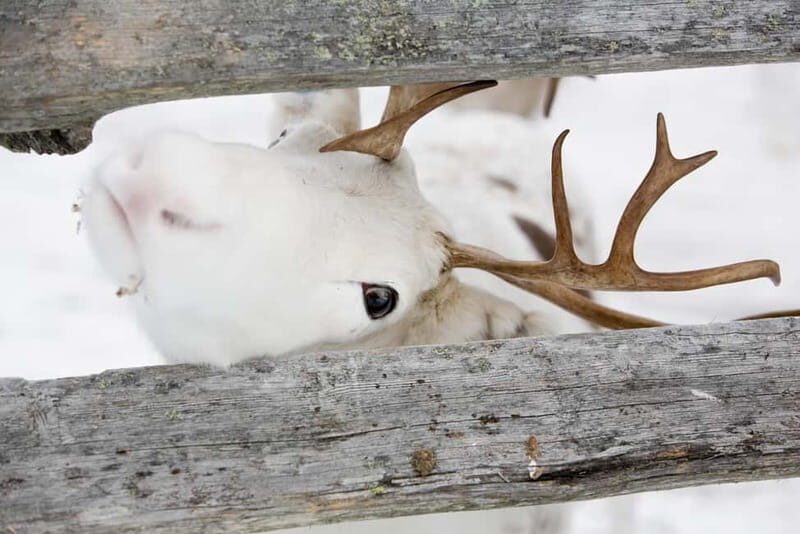 Levi: Lappish Reindeer Sled Ride 3 km - Who Will Love This Experience?