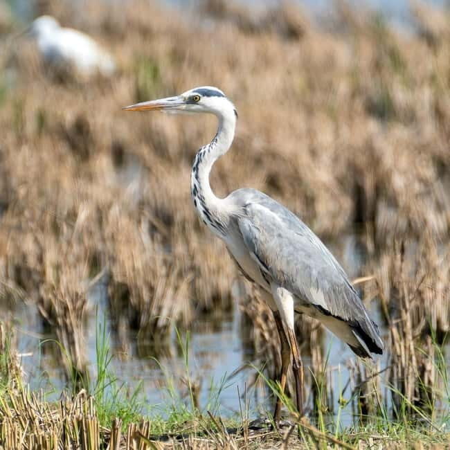 Lima: guided tour of a nature reserve on the Rimac River - Practical Details and What to Expect