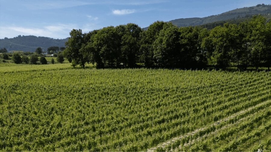 Lima Valley Tour with Wine Tasting and Local Gastronomy - Who Will Love This Tour?