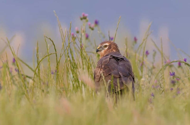 Lisbon: Private Birdwatching Tours with a Local Guide - Why Choose This Tour?
