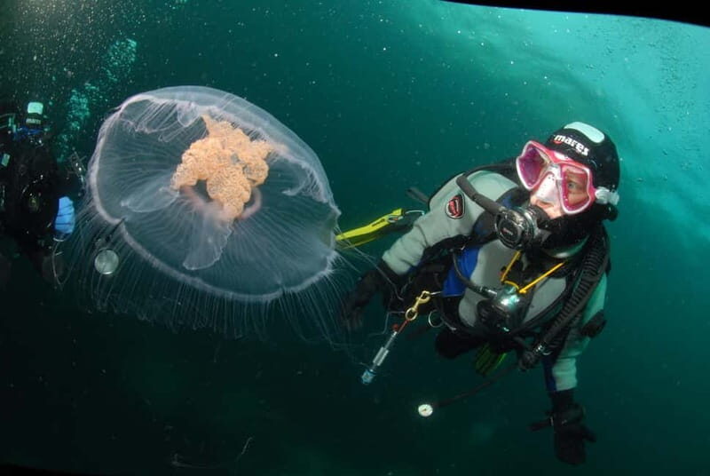 Lofoten: First Time Scuba Diving Experience - What Makes This Tour Stand Out